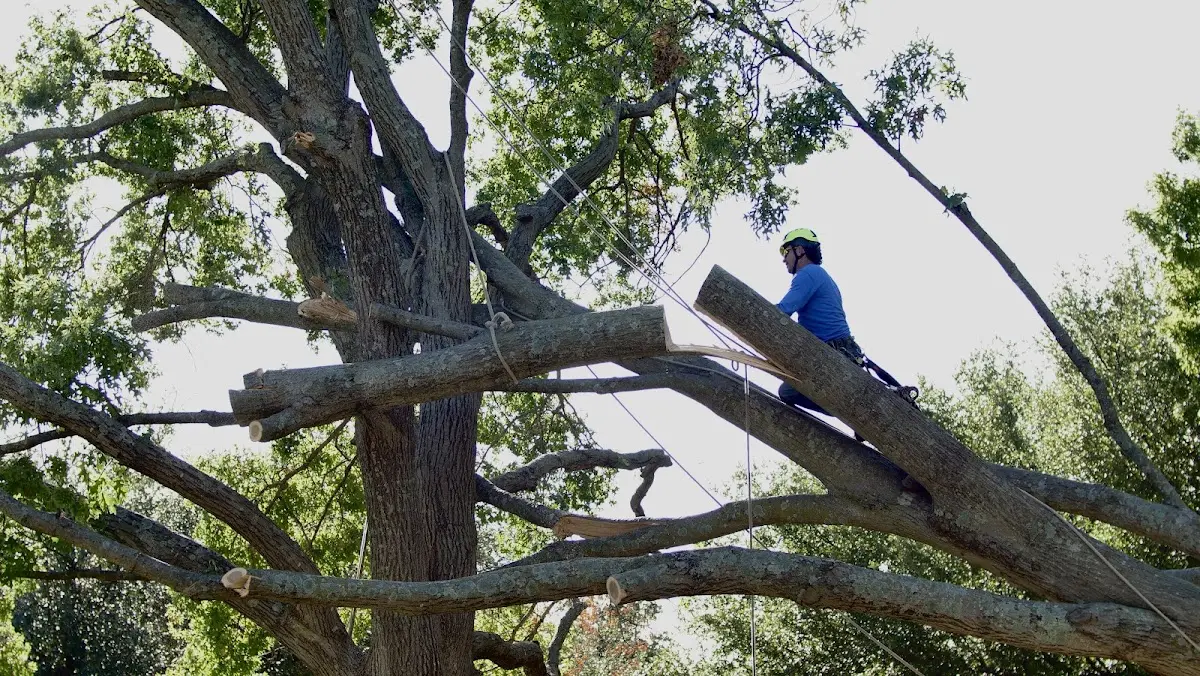 Professional Crown Thinning performed by certified arborists in Cleveland